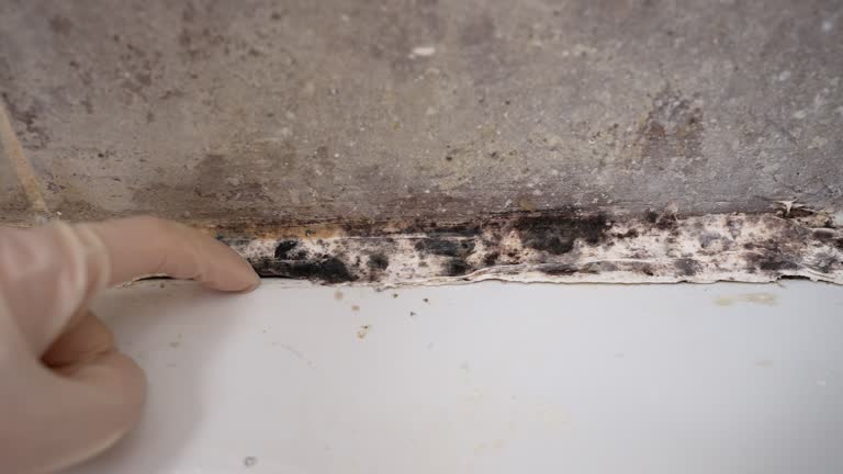Professional Mold Removal in Crane, TX